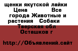 щенки якутской лайки › Цена ­ 15 000 - Все города Животные и растения » Собаки   . Тверская обл.,Осташков г.